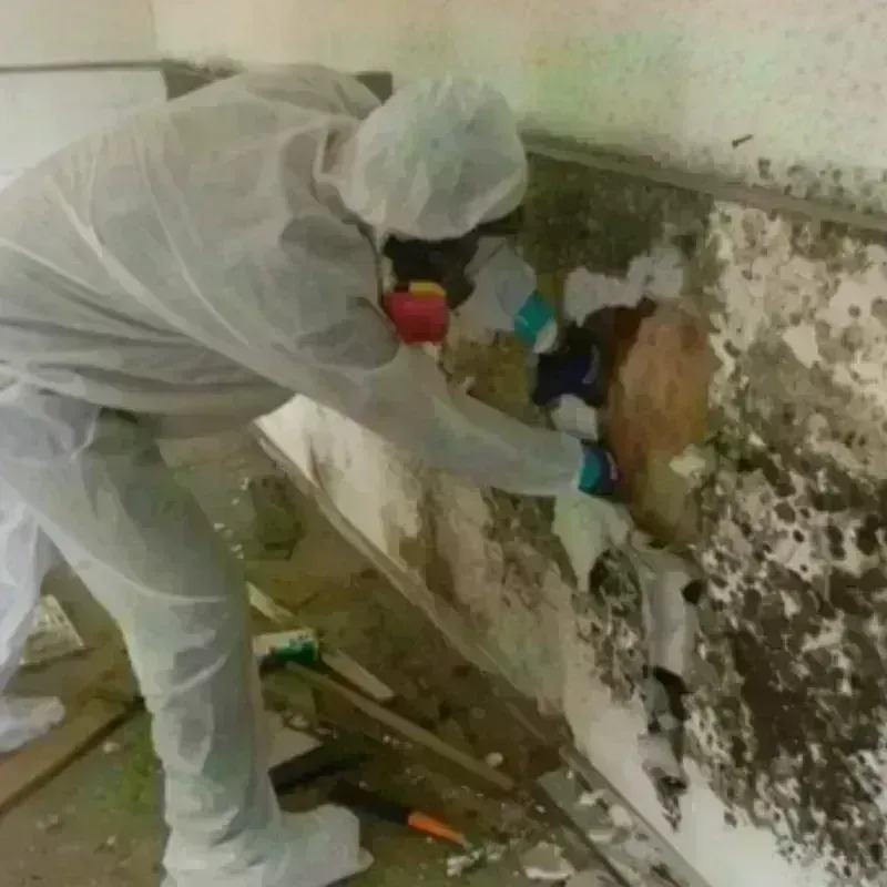 Mold Remediation and Removal in Bison, SD